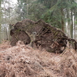 Arbre déraciné à Saint-Amand-les-Eaux