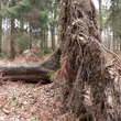 Arbre déraciné à Saint-Amand-les-Eaux