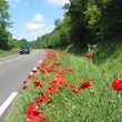 Bord de route fleuri