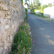 Pied de mur fleuri