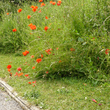 Bord de chemin fleuris dans le Kent