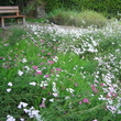 Prairie fleurie à Bailleul