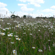 Prairie fleurie dans le Kent