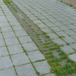 Joints de pavés végétalisés