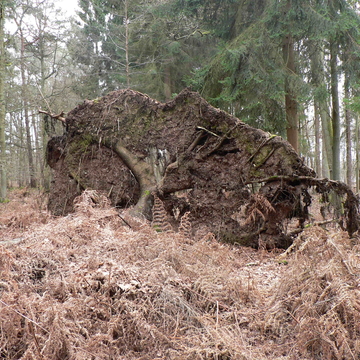 Arbre déraciné à Saint-Amand-les-Eaux