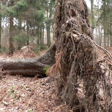 Arbre déraciné à Saint-Amand-les-Eaux