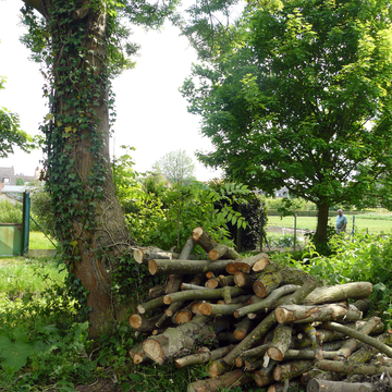 Bois mort et gîte pour la faune