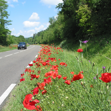 Bord de route fleuri