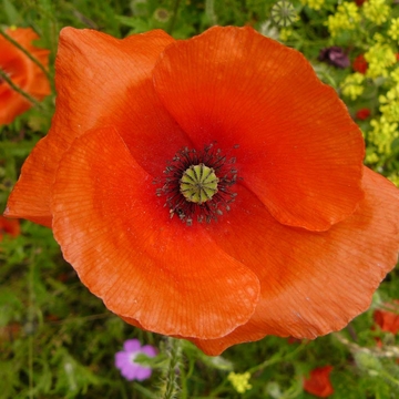 Coquelicot