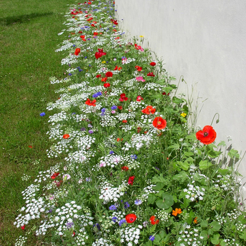 Fleurissement durable en pied de mur