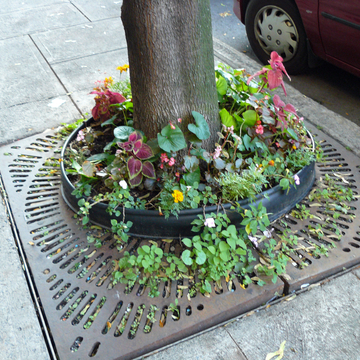 Pied d’arbre fleuri