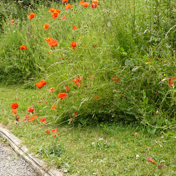 Bord de chemin fleuris dans le Kent