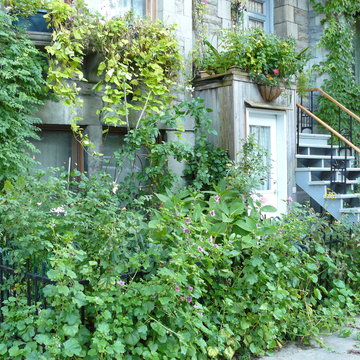 Jardin privé sauvage à Montréal