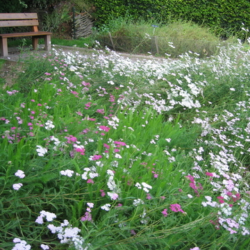 Prairie fleurie à Bailleul