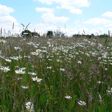 Prairie fleurie dans le Kent