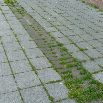 Joints de pavés végétalisés