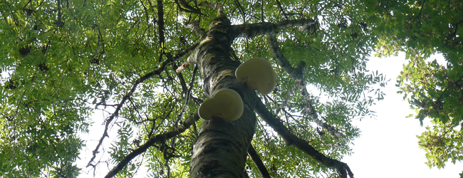 Suivi sanitaire d’un arbre creux à Lens