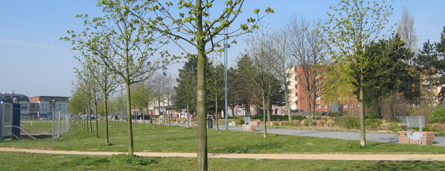 Pied d’arbre en gestion différenciée à Grande-Synthe