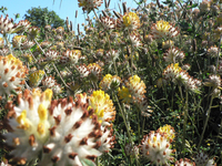 Flore gestion différenciée, Anthyllide vulnéraire