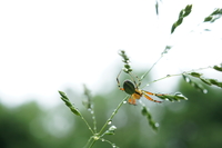 Gestion différenciée - Araignée dans une prairie