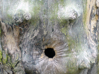 Cavité d’arbre