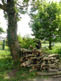 Bois mort et gîte pour la faune