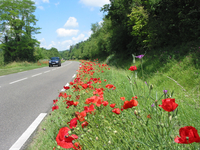 Bord de route fleuri