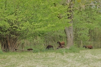 Moutons en éco-paturage dans un contexte de gestion différenciée d'espaces verts à Mouscron