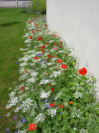Fleurissement durable en pied de mur