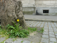 Herbes folles et pied d’arbre à Lille