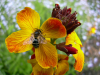 Giroflée et pollinisateurs