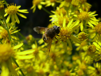 Pollinisateurs sur Milpertuis