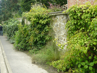 Mur de rue végétalisé