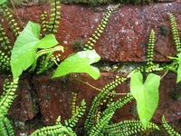 Mur de briques végétalisé