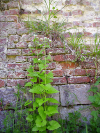 Végétalisation spontanée de murs