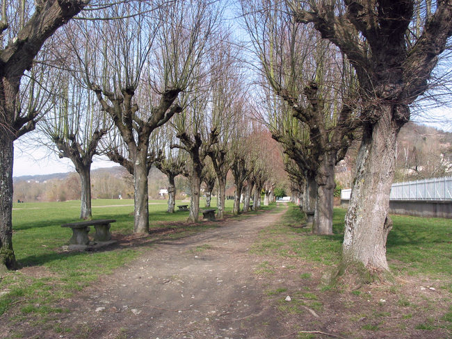 Allée d’arbres taillés à Vetheuil