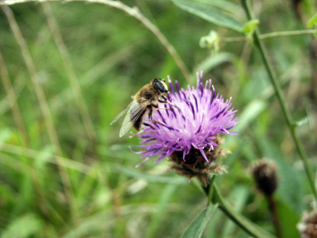 Centaurée et pollinisateurs