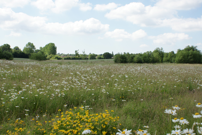Prairie fleurie dans le Kent