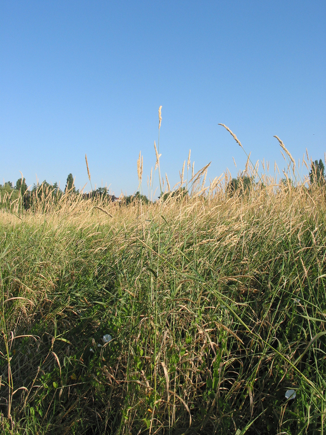 Prairie naturelle à Beauvais