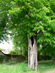 Suivi sanitaire d’un arbre à Lens Suivi sanitaire d’un arbre à Lens
