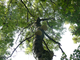 Suivi sanitaire d’un arbre creux à Lens Suivi sanitaire d’un arbre creux à Lens