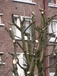 Taille drastiques d’arbres Taille drastiques d’arbres