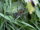 Argiope frelon