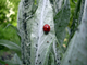 Coccinelle qui se nourrit de pucerons