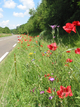 Bord de route fleuri Bord de route fleuri