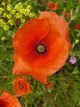 Coquelicot