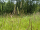 "Crételle, fleur de prairie" "Crételle, fleur de prairie"