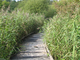 Platelage en espace naturel Platelage en espace naturel