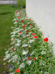 Fleurissement durable en pied de mur Fleurissement durable en pied de mur