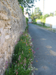 Pied de mur fleuri Pied de mur fleuri